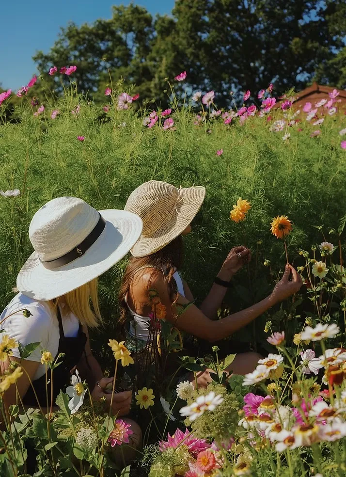 Becky and Pips picking flowers among dahlias and cosmos at The Flower Farm Denstroude